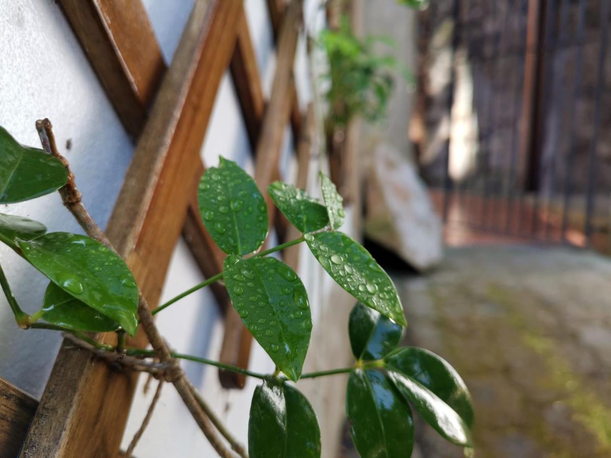 O Refugio - Espaco Natural, Amplo E Privado Angra do Heroísmo Eksteriør bilde